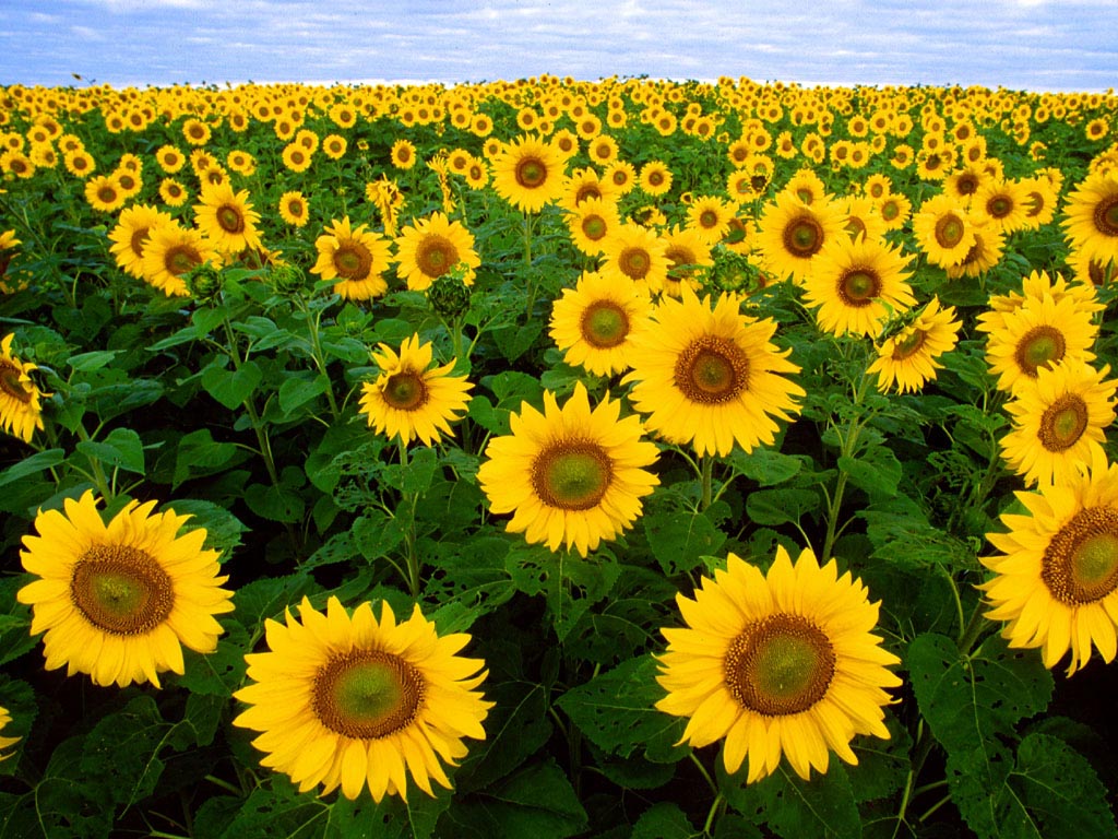 sunflowerfield.jpg