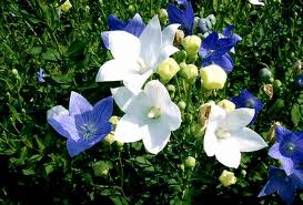 DoragiFlower.jpeg